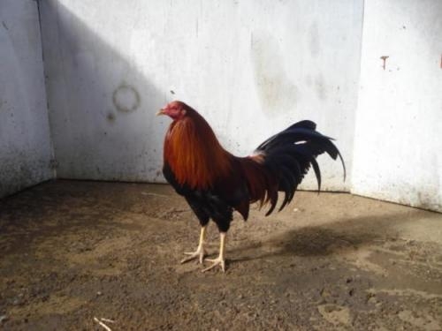 Granjas De Gallos De Pelea En California