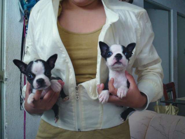 como educar a un boston terrier como educar a un boston como educar a un boston terrier como educar a un boston