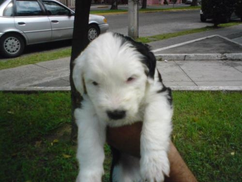 Cachorros Viejo Pastor Inglés 