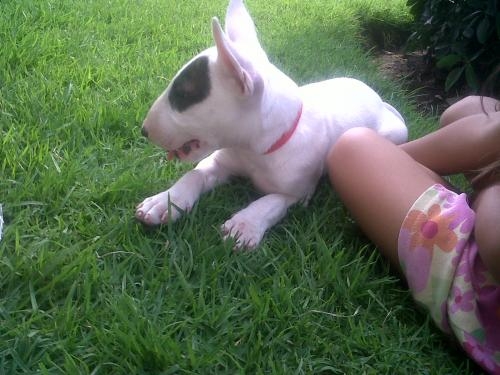 Bull Terrier Ingles Cachorras Venta Guadalajara En Guadalajara Animales Mascotas