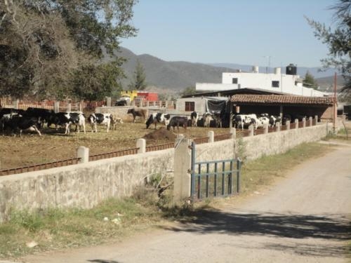 Ranchos Ganaderos En Mexico