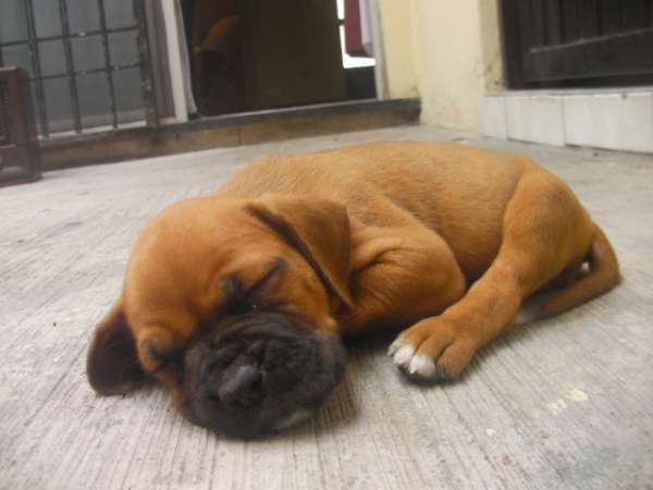 Boxer Cachorros Tiernos Y Juguetones Criados En Casa En Nuevo Leon Animales Mascotas