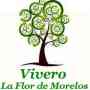 Vivero la Flor de Morelos Venta de plantas y pasto en rollo en Morelos,el Mejor.